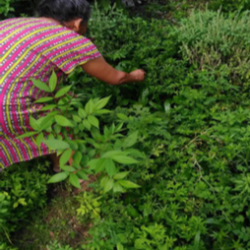 Griô Cícera, da comunidade Dona Juscelina, mostra as plantas do seu quintal. Foto: Acervo do Inventário Patrimonial (2019).
